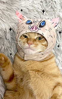 鬼滅の刃 嘴平伊之助 コスプレ 衣装 ペット用品 猫 ヘッドギア 帽子 頭飾り 写真を撮る 小道具