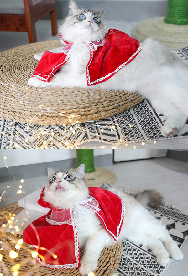 子犬 猫 誕生日 用品 ペット 赤ずきんちゃん コスプレ コスチューム レース ケープ 秋冬 クリスマス